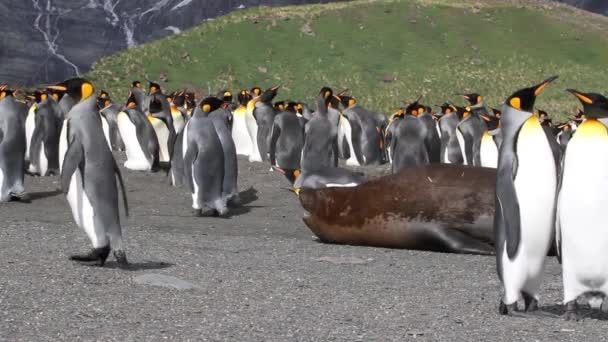 Foca rastejando cercada por pinguins-rei — Vídeo de Stock