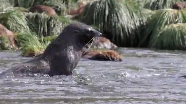 Zuidelijke bont zeehonden spelen — Stockvideo