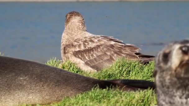 Südliche Skua mit Robben — Stockvideo