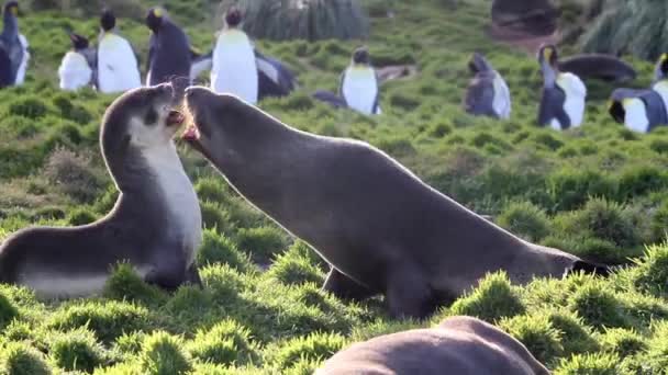 Zuidelijke bont zeehonden verkering — Stockvideo