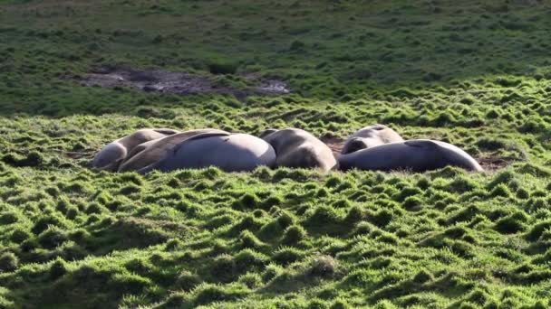 Piel del sur focas bandada durmiendo — Vídeos de Stock