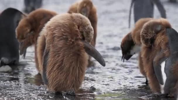 Brun pingviner putsar på stranden — Stockvideo