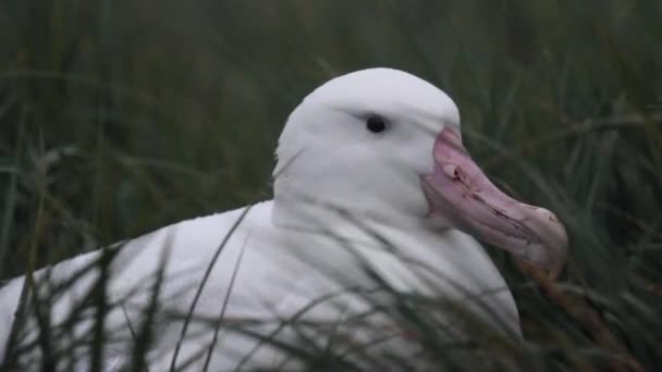 Wandering albatross in the grass — Stock Video