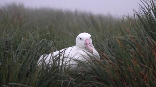 Блукаючий альбатрос в траві — стокове відео