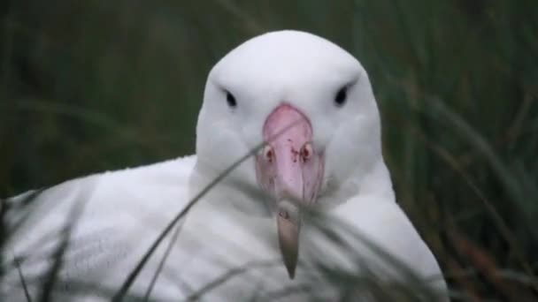 Wandering albatross in the grass — Stock Video