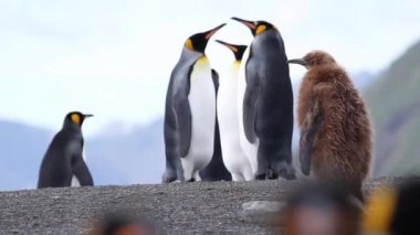 kahverengi penguen yürüyüş