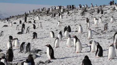 Siyahlısı sahilde yürüyen penguenler