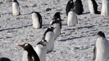 Siyahlısı sahilde yürüyen penguenler