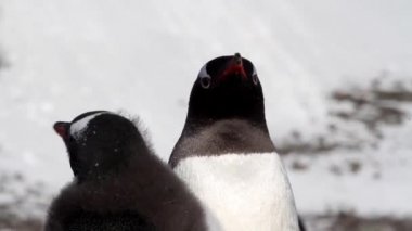 Kıyıda yemek penguenler