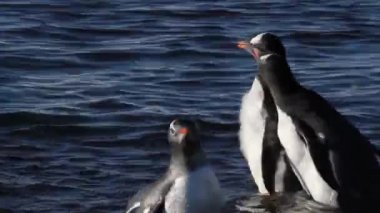Suda yürüyen penguenler