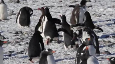 Siyahlısı sahilde yürüyen penguenler