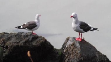 Yunus martılar sahilde