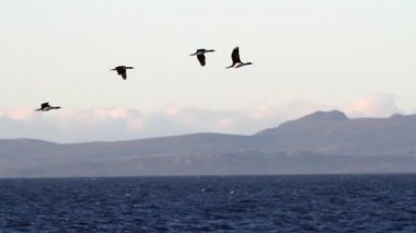 Uçan Güney karabatak akın