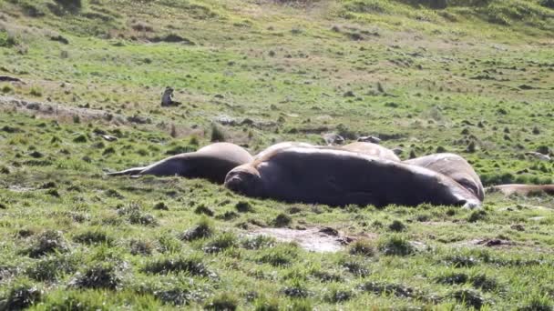 Selos de elefante deitado na grama — Vídeo de Stock