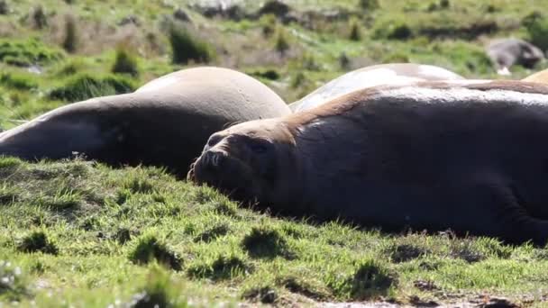 Olifant zeehonden liggen op gras — Stockvideo