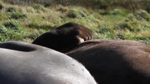 象海豹搔他的肚子 — 图库视频影像