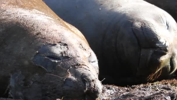 Elephant Seals na zielonej trawie — Wideo stockowe