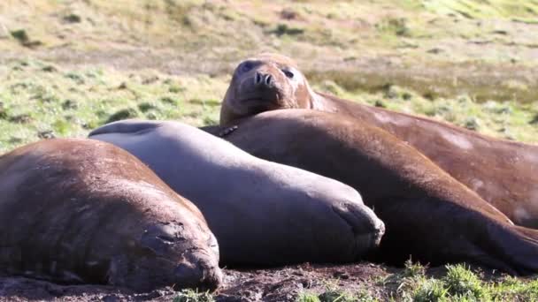 Elefantsälar på grönt gräs — Stockvideo