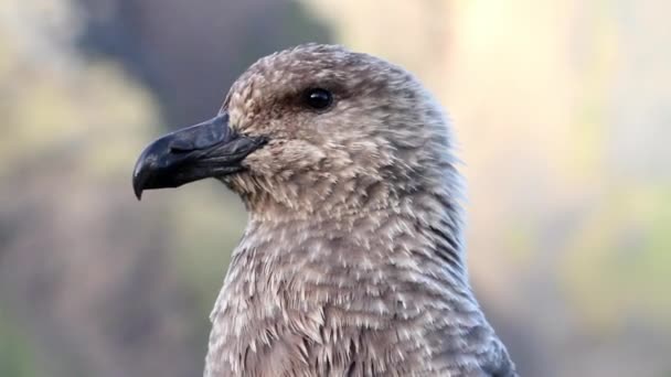 Zuidelijke jager kijkt rond — Stockvideo