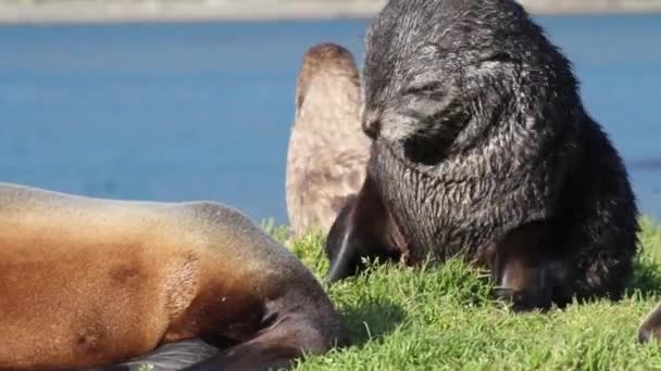 Southern fur seal scratching — Stock Video