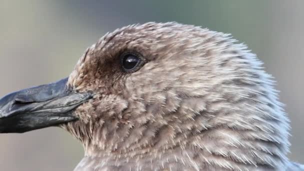 Skua meridionale si guarda intorno — Video Stock