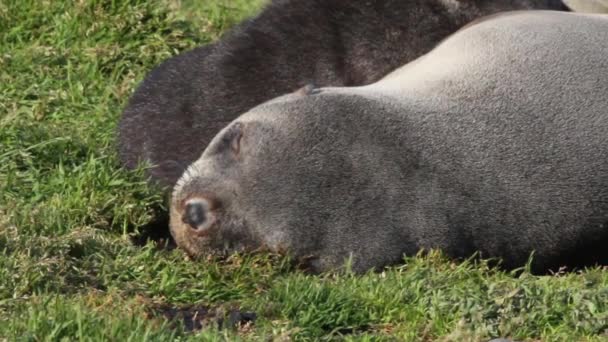 Fur seals sleeping — Stock Video