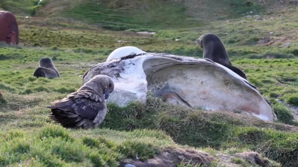 Skua del sur y focas de piel — Vídeos de Stock