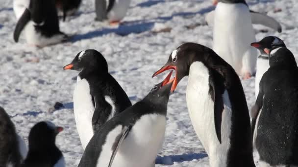 Pingüinos comiendo en la orilla — Vídeo de stock