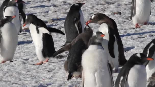 Пингвины едят на берегу — стоковое видео