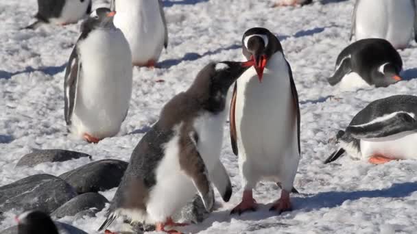 Пінгвіни їдять на березі — стокове відео