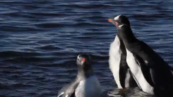 Pingouins marchant dans l'eau — Video