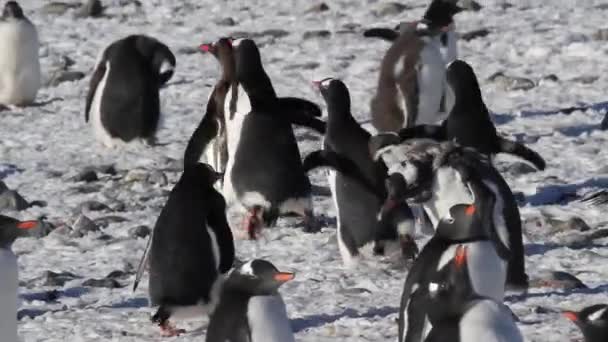 Penguins promenader på stranden — Stockvideo