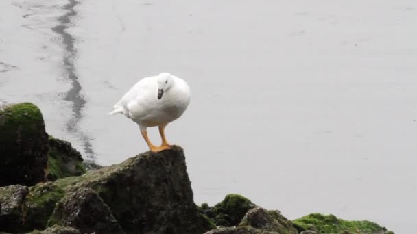 Kelp Goose sulla riva — Video Stock