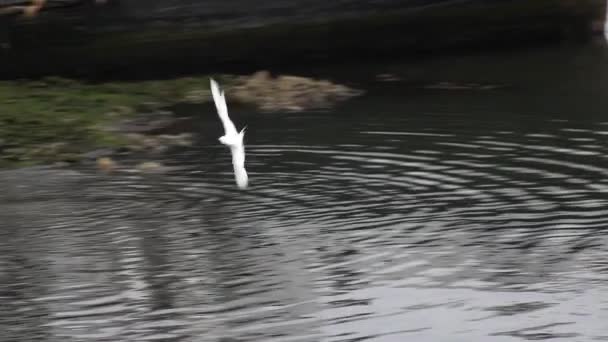 Southern terns fishing — Stock Video