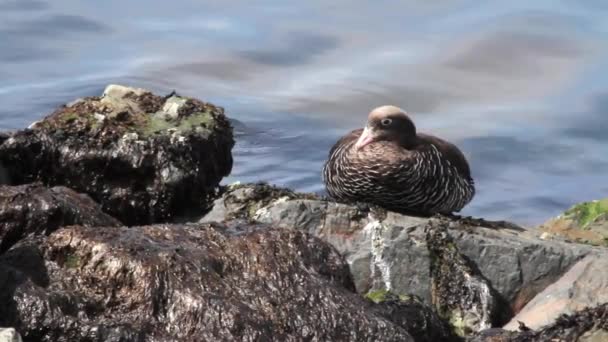 Kelp Goose sulla riva — Video Stock