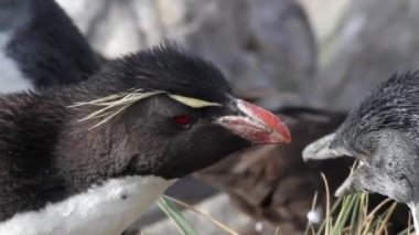 Kıyıda aşağılık penguenler