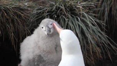 Albatros Kur piliç