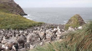 Kıyıda duran penguenler