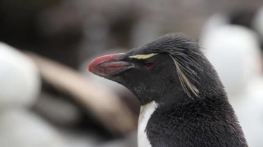 Penguen ayakta kıyısında