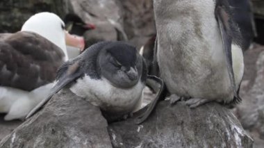 Kıyıda oturan penguenler