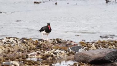 Alaca oystercatcher kuş