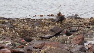 Siyahlısı sahilde yürüyüş kuşlar