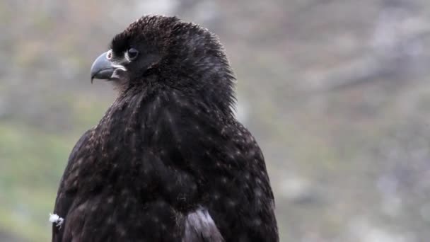 Prążkowanych Caracara stoi — Wideo stockowe