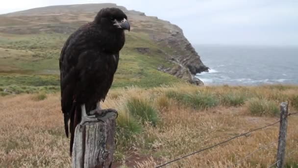 Locustella Caracara staat — Stockvideo