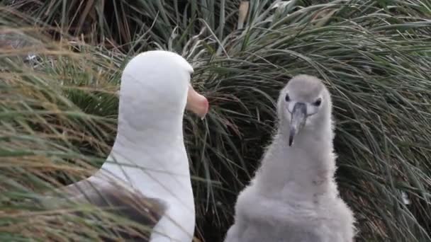 Svart browed albatross — Stockvideo