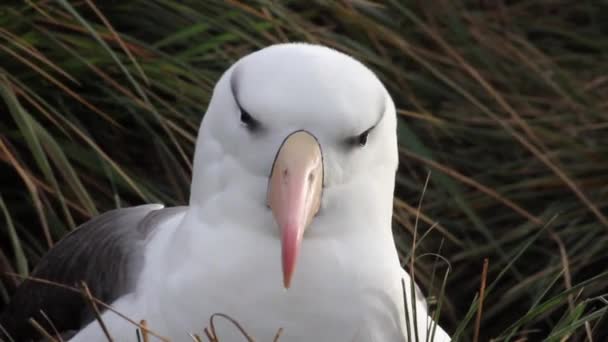 Wandering albatross in het gras — Stockvideo