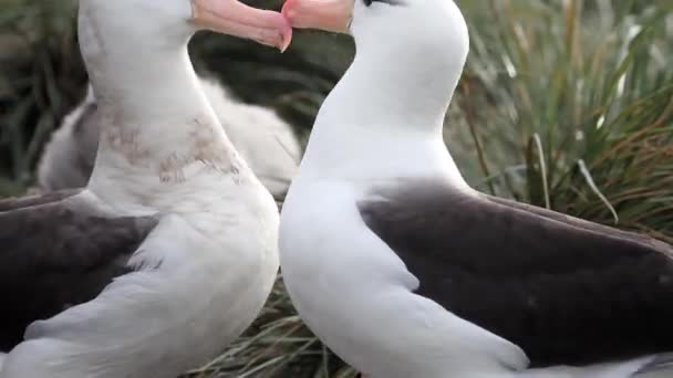 Wandering albatrosses courting — Stock Video