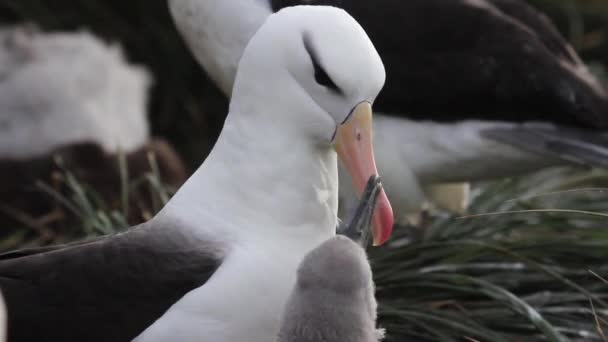 Albatross uppvaktning chick — Stockvideo