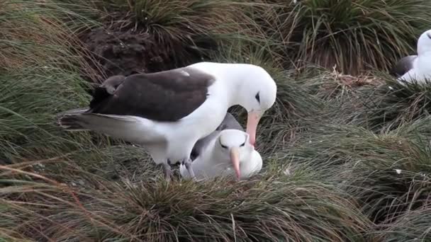 Wandering albatrosses courting — Stock Video