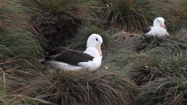 Wandering albatrosses in the grass — Stock Video